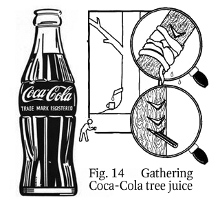 gathering Coca-Cola tree juice