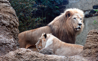афроамериканский лев с супругой