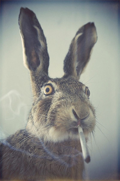 Stoned Rabbit