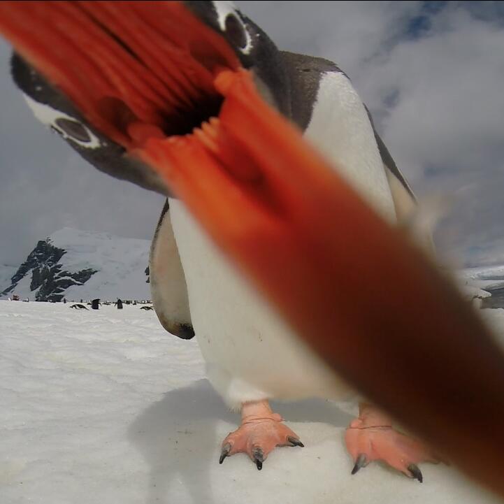 biting penguin